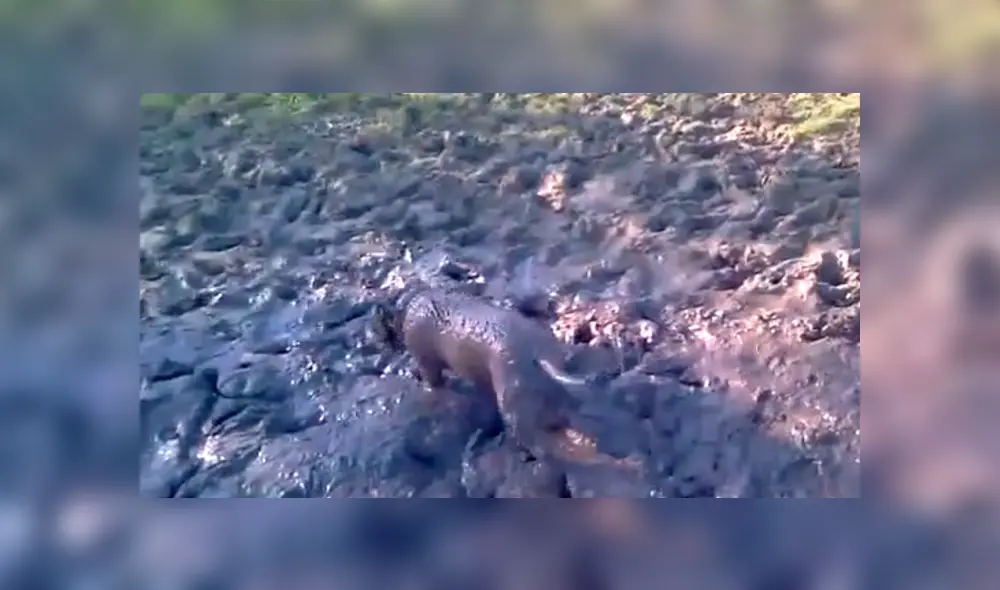 Facebook viral: Creyeron que el perro había muerto, pero estaba más ‘vivo’ que ellos [VIDEO]