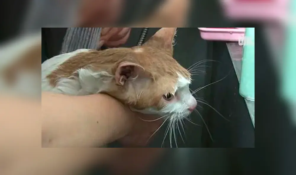 El animal fue rescatado por un grupo de rescatistas y veterinarios.