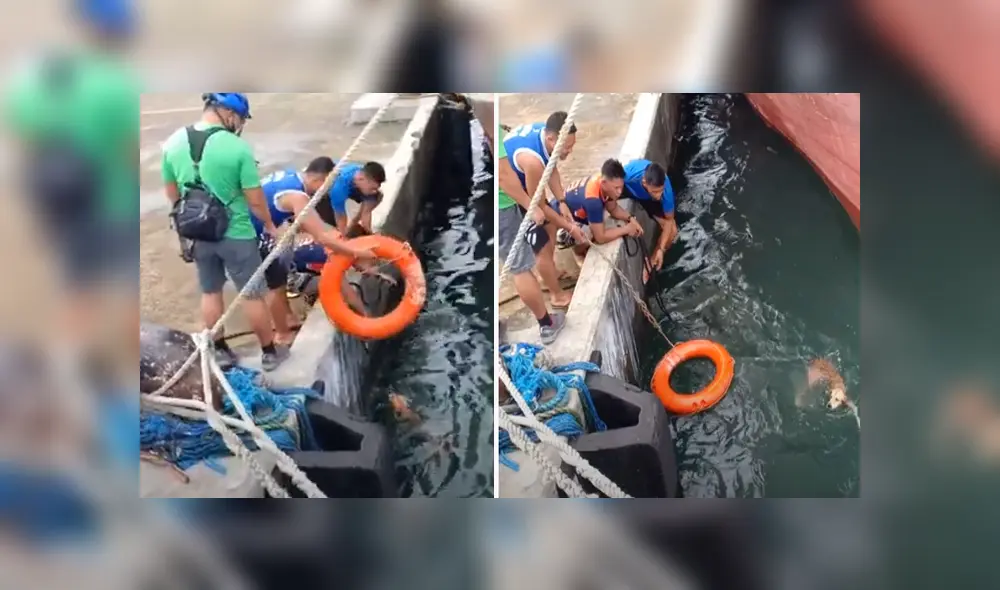 Desliza hacia la izquierda para ver las imágenes del viral de YouTube. Foto: Captura. Desliza hacia la izquierda para ver las imágenes del viral de YouTube. Foto: Captura.