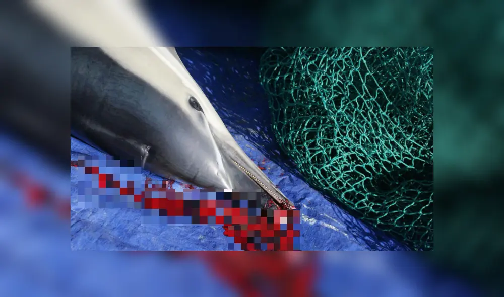 Pesca accidental mata a 20 mil delfines y marsopas al año