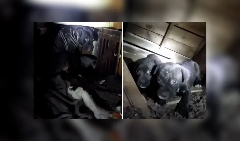 Unos rescatistas salvaron la vida de un grupo de cachorros que estaban atrapados en una casa abandonada. Foto: YouTube Unos rescatistas salvaron la vida de un grupo de cachorros que estaban atrapados en una casa abandonada. Foto: YouTube