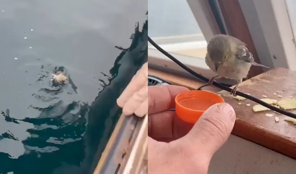 El gorrión estaba exhausto por luchar con la marea. Foto: jknowles831/ Instagram El gorrión estaba exhausto por luchar con la marea. Foto: jknowles831/ Instagram