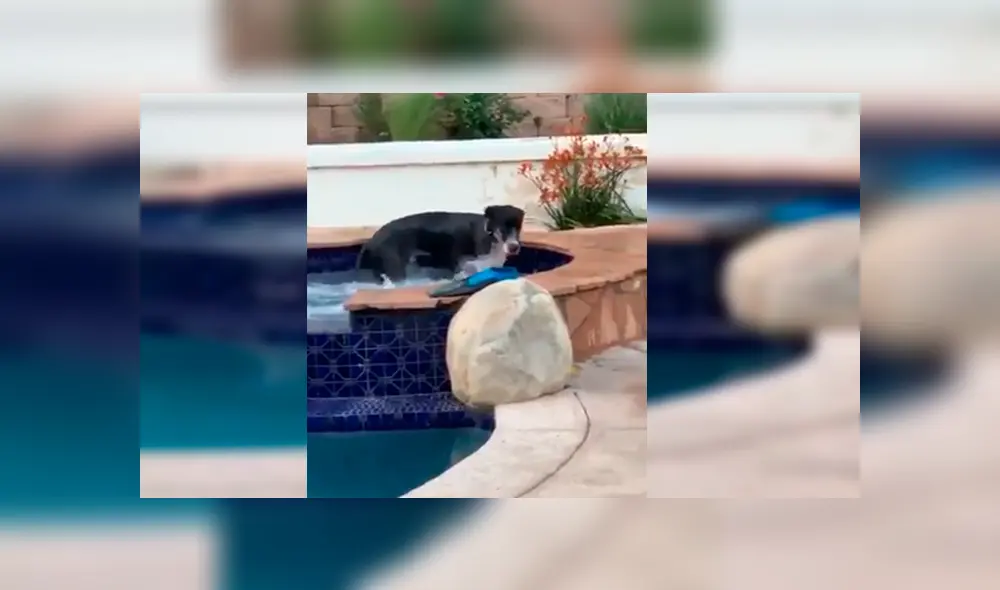 En Facebook, una familia estaba aterrada al percatarse de la presencia de un animal en su piscina.