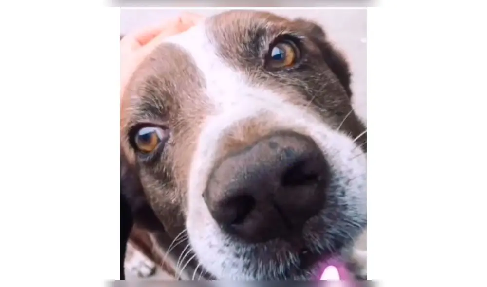 Perrito de Janet Barboza Foto: Instagram Perrito de Janet Barboza Foto: Instagram