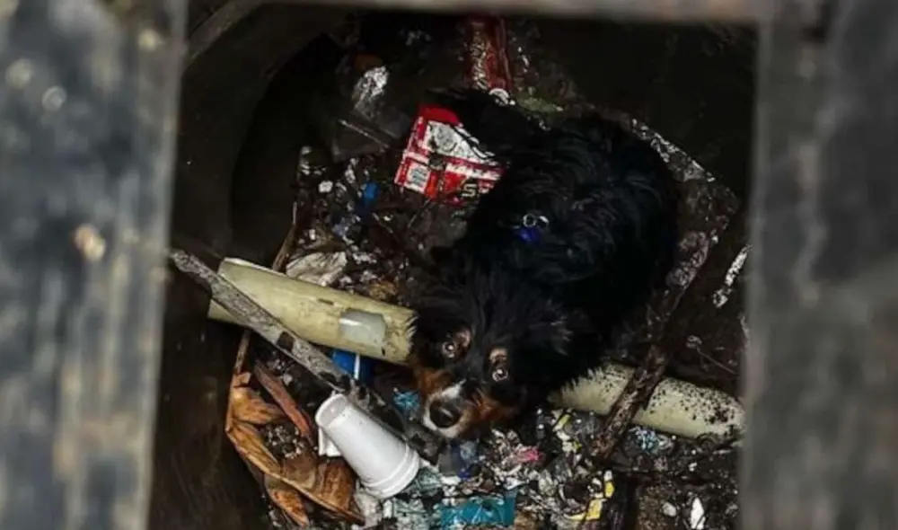 El pastor australiano llamado Seamus. Foto: bomberos del condado de San Bernardino/Facebook