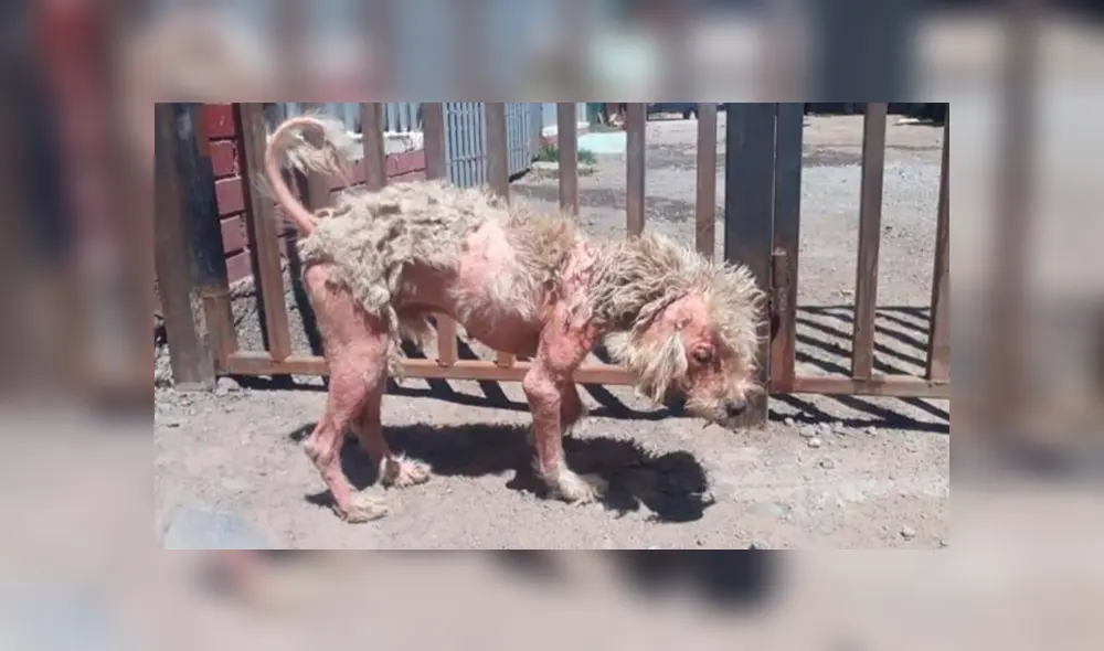 En Facebook, un rescatista fue el responsable de brindarle los cuidados al perro y tras cinco meses luce diferente. En Facebook, un rescatista fue el responsable de brindarle los cuidados al perro y tras cinco meses luce diferente.