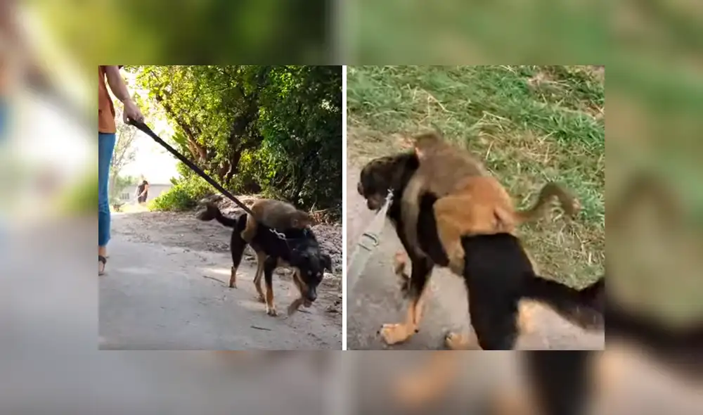 Video es viral en Facebook. Ambos animales han conmovido a miles de internautas por su increíble vínculo de amistad