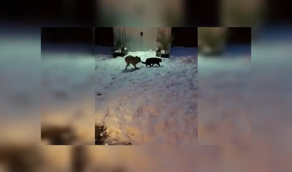 Vía Facebook. El can hizo de todo frente al gato para despertar su atención, pero la reacción del felino no fue lo que esperaba y protagonizó una divertida escena