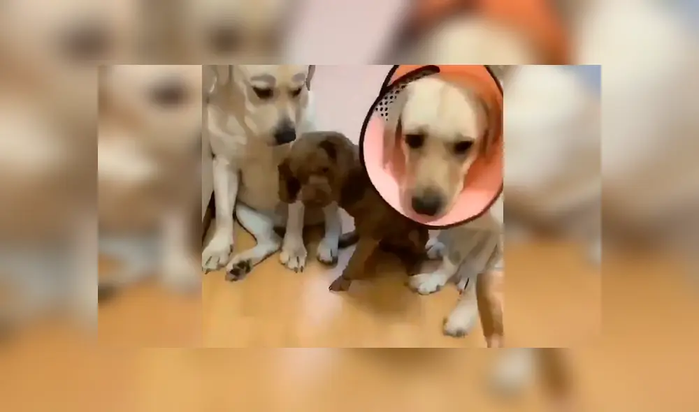 En Facebook, unos perros estiraron sus patas delanteras para acusar a su amigo tras cometer unas travesuras. En Facebook, unos perros estiraron sus patas delanteras para acusar a su amigo tras cometer unas travesuras.