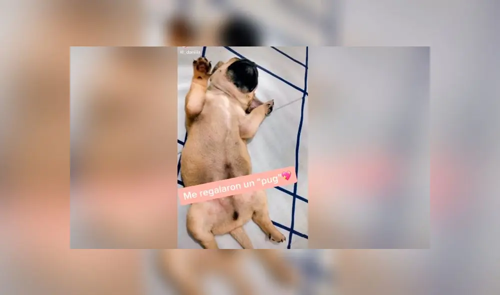 Desliza las fotografías para descubrir la verdadera raza de este presunto perro pug. Foto: Dashito el perro/TikTok Desliza las fotografías para descubrir la verdadera raza de este presunto perro pug. Foto: Dashito el perro/TikTok