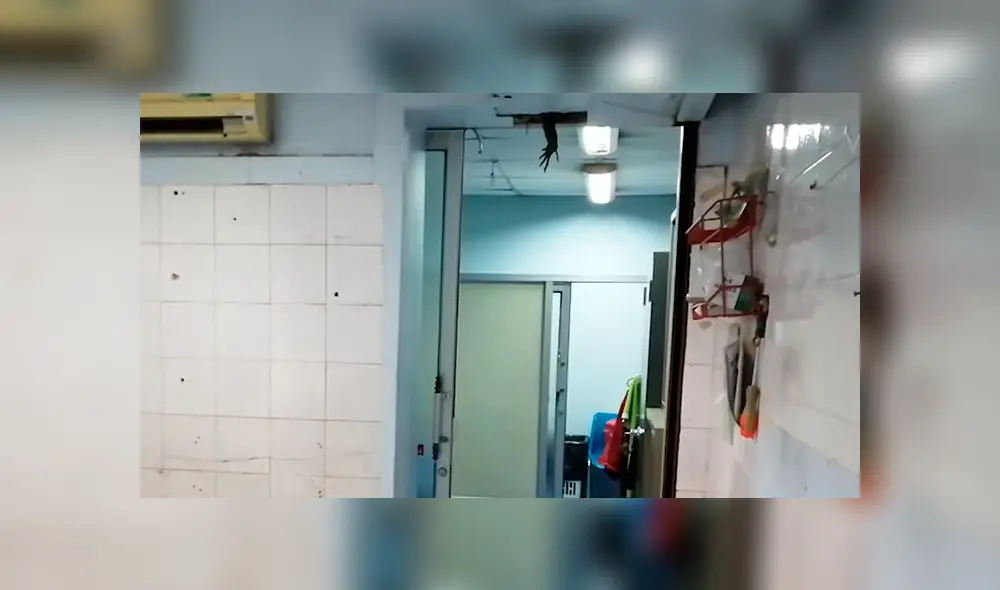 Un hombre quedó ‘boquiabierto’ al encontrar un feroz animal en el sistema de ventilación de un hospital, cuyas escalofriantes imágenes se viralizaron en YouTube.