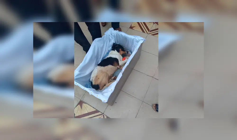 Desliza para ver las fotos del entierro de 'Manchas'. Foto: Facebook / Estrella Condeso Polo.