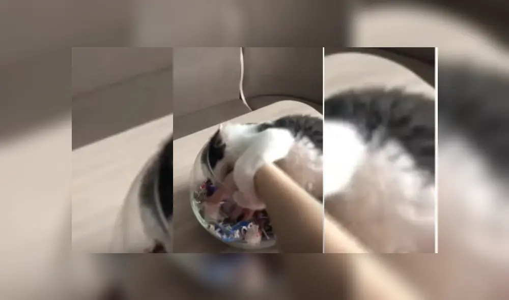 Video es viral en YouTube. Joven se acercó al recipiente para comerse un dulce y el felino la sorprendió con su peculiar conducta. Video es viral en YouTube. Joven se acercó al recipiente para comerse un dulce y el felino la sorprendió con su peculiar conducta.