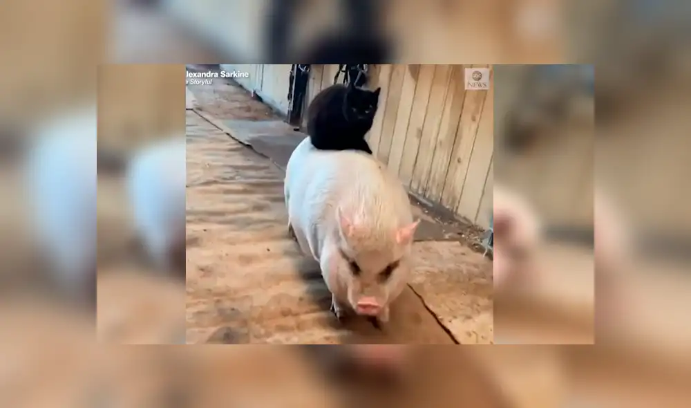 En Facebook, un travieso gato fue captado por su dueño dando un singular paseo al lado de su ‘mejor amigo’.