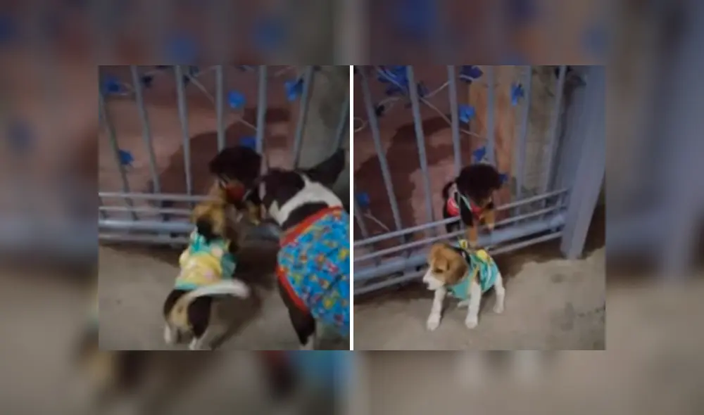 Desliza hacia la izquierda para ver el conmovedor reencuentro publicado en Facebook.