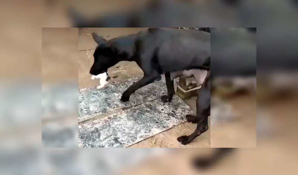 Video es viral en YouTube. El can se percató del indefenso animal y lo llevó hasta su refugio para alimentarlo junto a otro gato y su cachorro recién nacido Video es viral en YouTube. El can se percató del indefenso animal y lo llevó hasta su refugio para alimentarlo junto a otro gato y su cachorro recién nacido
