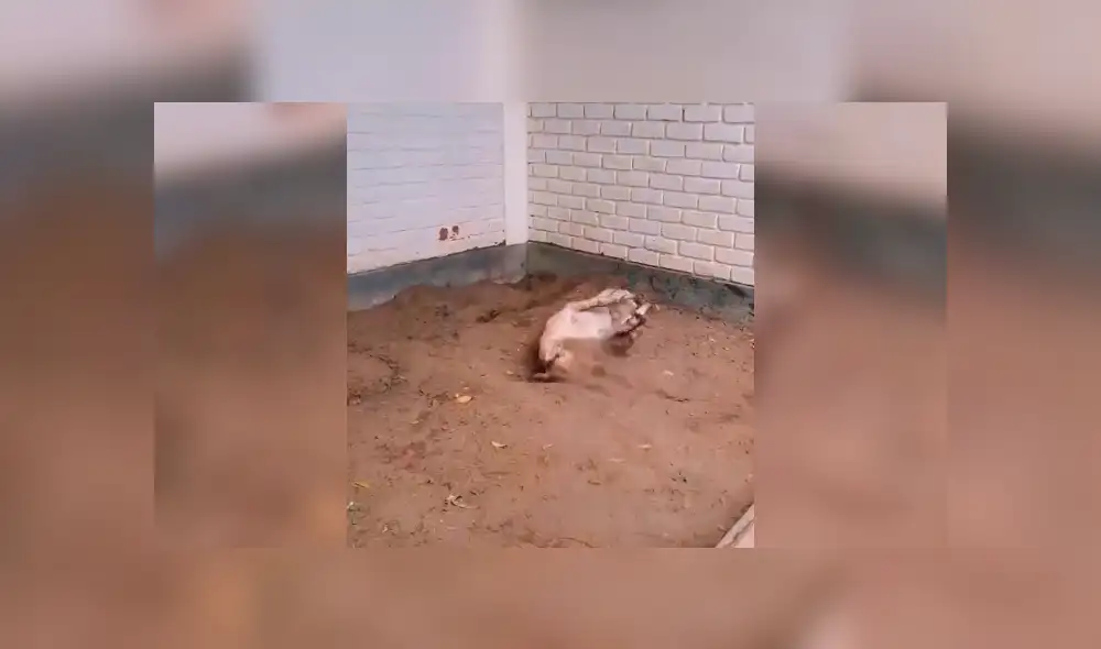 Desliza la imagen de Facebook para verlas todas.