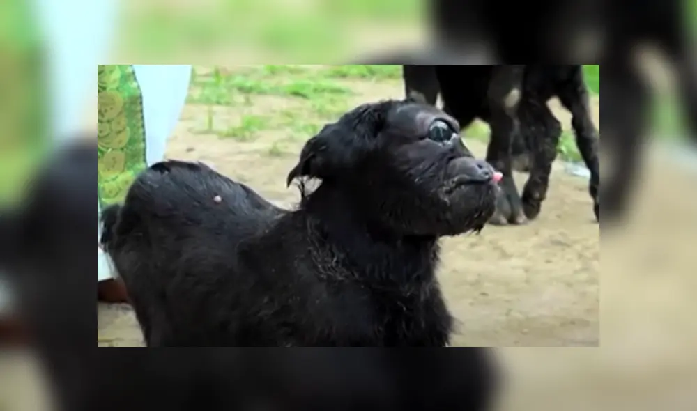 Desliza hacia la izquierda para ver las imágenes del viral de Facebook. Foto: Captura. Desliza hacia la izquierda para ver las imágenes del viral de Facebook. Foto: Captura.