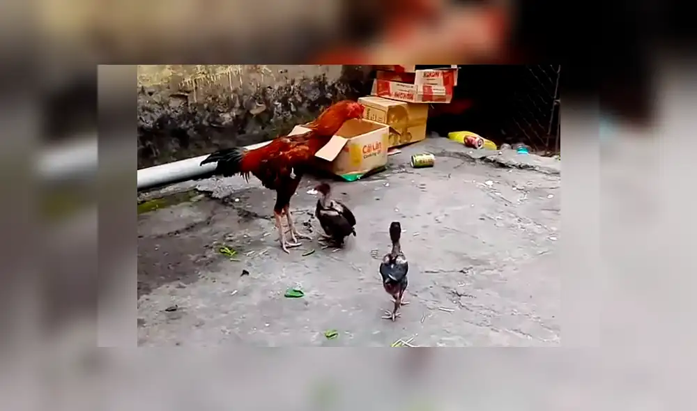 Facebook viral: Pollito entrena con su papá y aprende a defenderse con picotazos [VIDEO] 