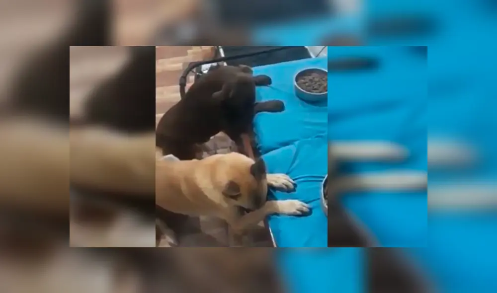 En Facebook, un joven enseñó a sus enormes perros a bendecir sus alimentos antes de consumirlos.