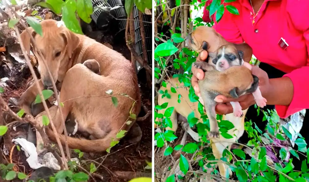 Desliza las imágenes para ver a la perrita y a su camada rescatada por una solidaria mujer. Foto: Facebook