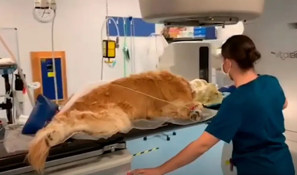 Desliza las imágenes para conocer la conmovedora historia de un perro que fue diagnosticado con tumor cerebral. Foto: YouTube Desliza las imágenes para conocer la conmovedora historia de un perro que fue diagnosticado con tumor cerebral. Foto: YouTube