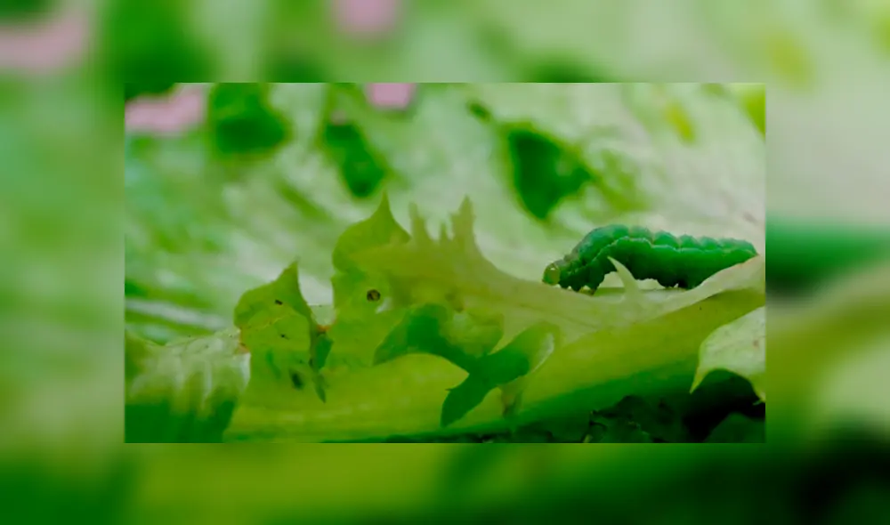 La enfermedad es conocida como angiostrongiliasis. Foto: Difusión