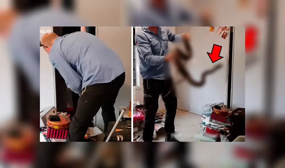 Escucha perturbador ruido en armario, lo abre y saca enorme reptil que lo ataca [VIDEO] 