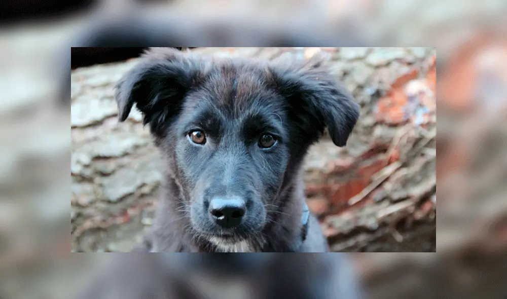 La historia detrás del Día del Perro sin Raza en el mundo 