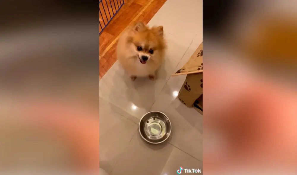 Desliza las imágenes para ver la furiosa e inesperada reacción que tuvo este diminuto perro al no recibir la comida que deseaba.  Foto: Captura de TikTok/ Janeiza