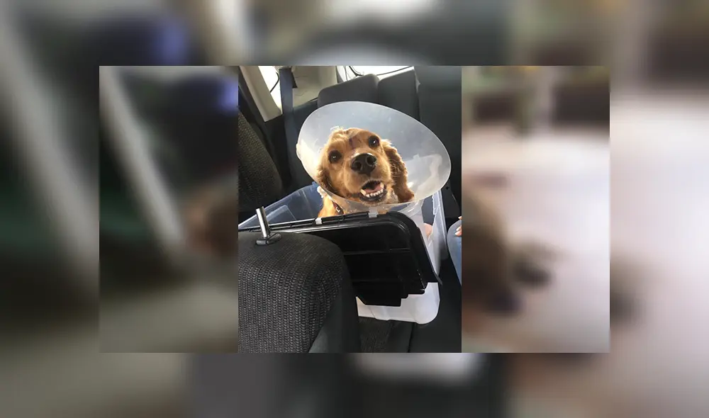 En Facebook, una mujer encontró a un perro en lamentables condiciones tras ser atropellado. En Facebook, una mujer encontró a un perro en lamentables condiciones tras ser atropellado.