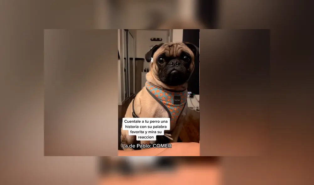 Desliza las imágenes para ver la curiosa reacción de este perrito pug al escuchar la palabra ‘comida’. Foto: Jess Vargas/TikTok