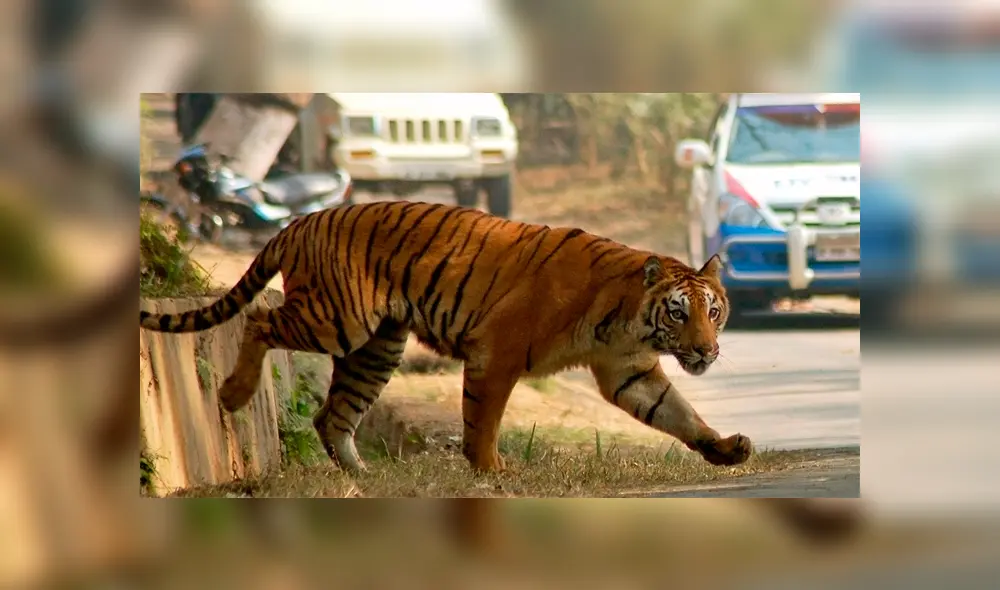 Los felinos habrían agredido a los pobladores del estado de Maharashtra. Los felinos habrían agredido a los pobladores del estado de Maharashtra.