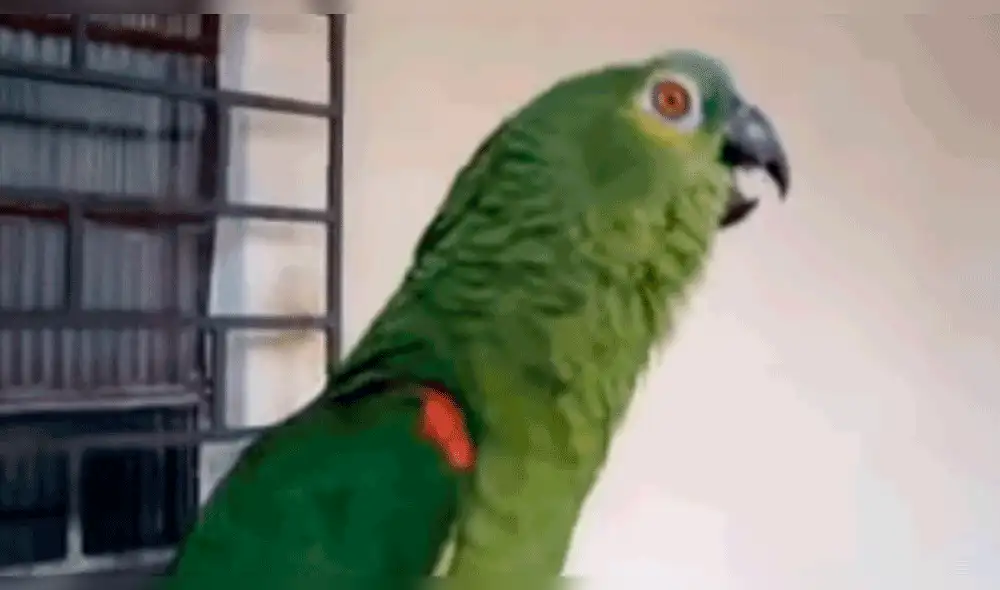YouTube viral: Loro canta ópera y deja en shock a los amigos de su dueña