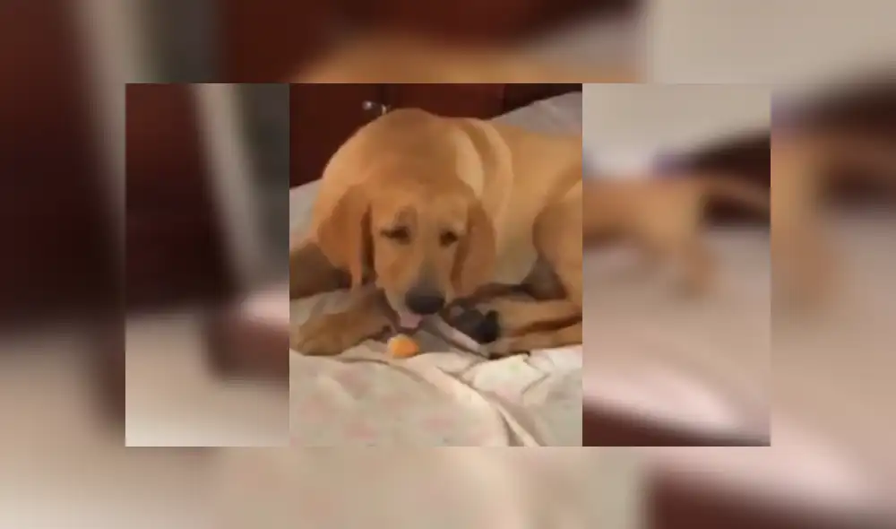 Desliza las imágenes para observar la travesura de un perro para ocultar los alimentos en su hocico.