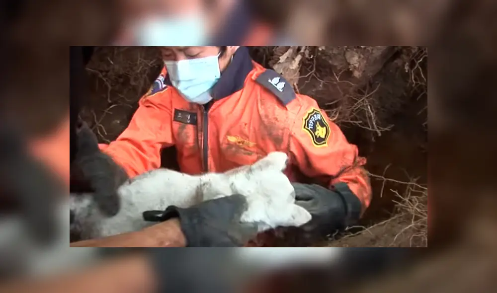 Desliza hacia la izquierda para ver el conmovedor rescate que hizo un grupo de jóvenes a dos pequeños perros callejeros. El video es viral en YouTube.