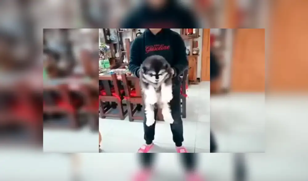 Facebook viral: grabó crecimiento de perro y su increíble tamaño de adulto sorprendió a todos [VIDEO]