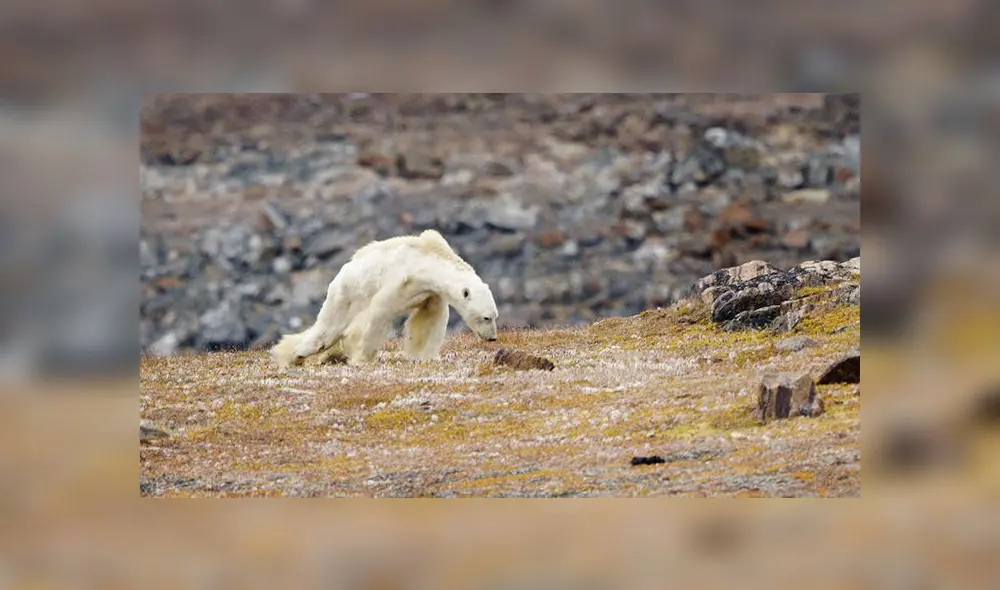 ONU advierte que actividad humana empuja a un millón de especies a la extinción ONU advierte que actividad humana empuja a un millón de especies a la extinción