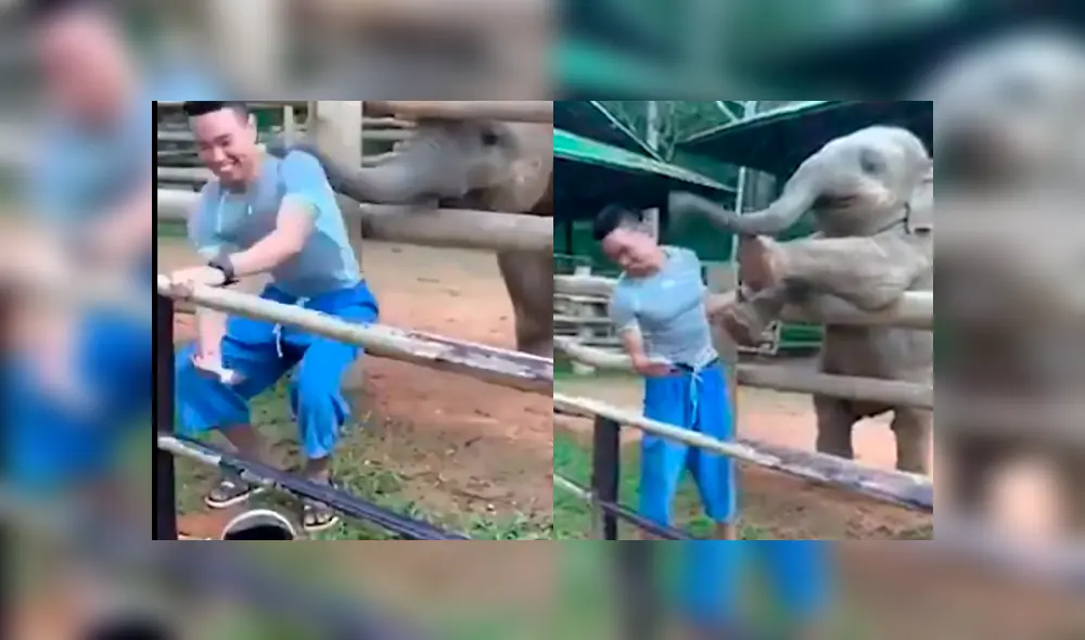 Desliza a la izquierda para ver más fotos de este tierno elefante bebé. (Foto: captura)