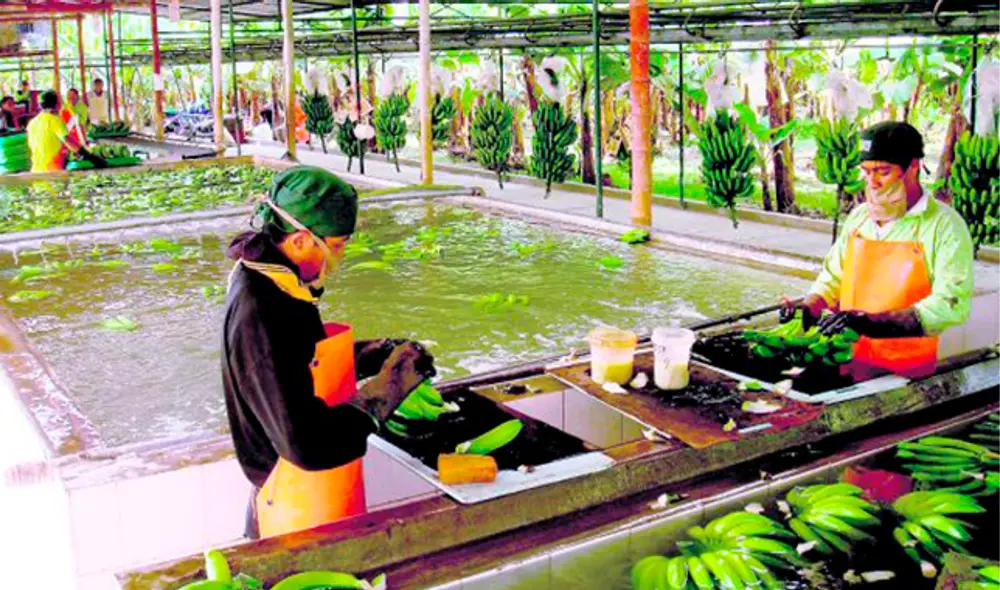 Exportación. Con decreto de urgencia, se elevan de 15 a 30 días las vacaciones del trabajador bajo el régimen agrario. Exportación. Con decreto de urgencia, se elevan de 15 a 30 días las vacaciones del trabajador bajo el régimen agrario.