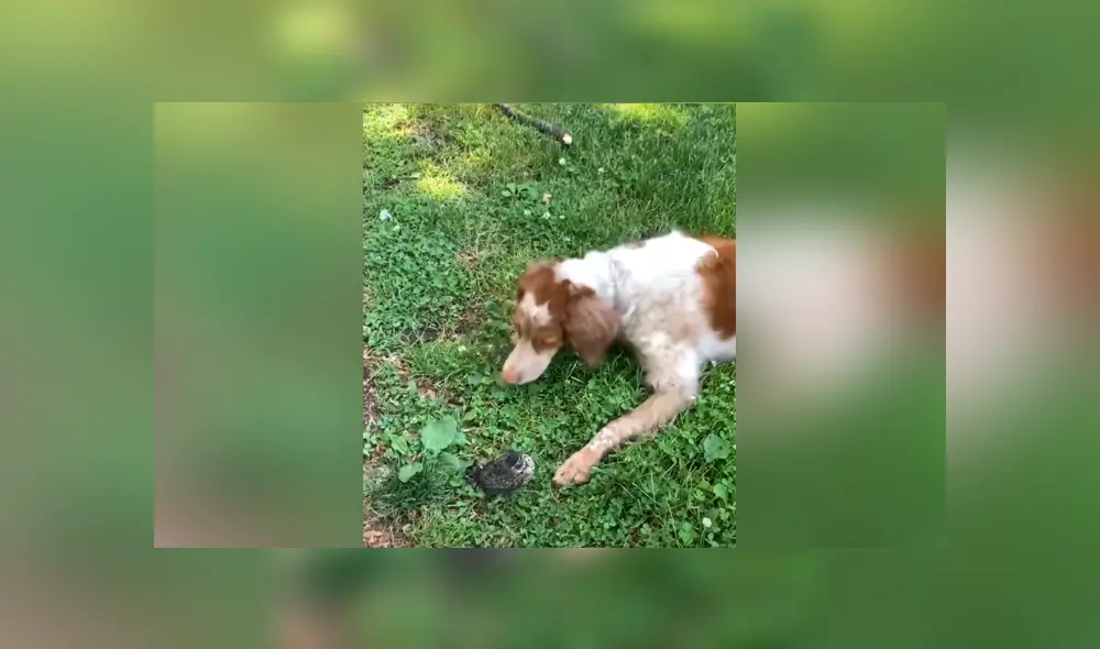 El perro vio por primera vez a un ave y tuvo una insólita reacción. Foto: YouTube El perro vio por primera vez a un ave y tuvo una insólita reacción. Foto: YouTube