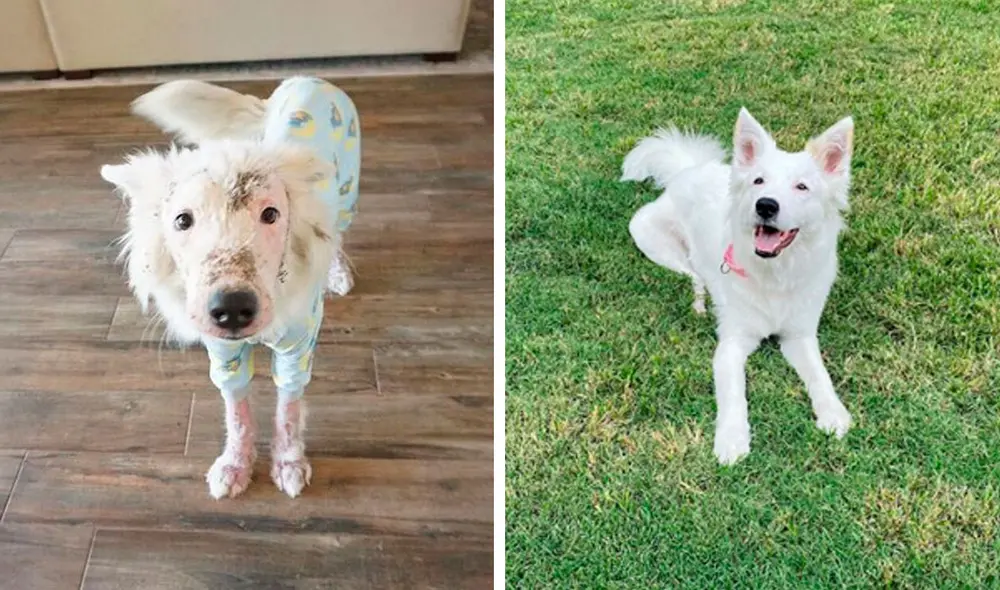 Desliza las imágenes hacia la izquierda para conocer la conmovedora historia de una perrita llamada Gardenia. Foto: The Dodo/ Referencial