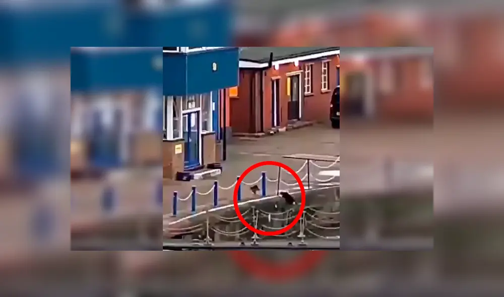 En Facebook, un joven fue testigo de como un travieso gato cayó al río y no dudó en ayudarlo. En Facebook, un joven fue testigo de como un travieso gato cayó al río y no dudó en ayudarlo.