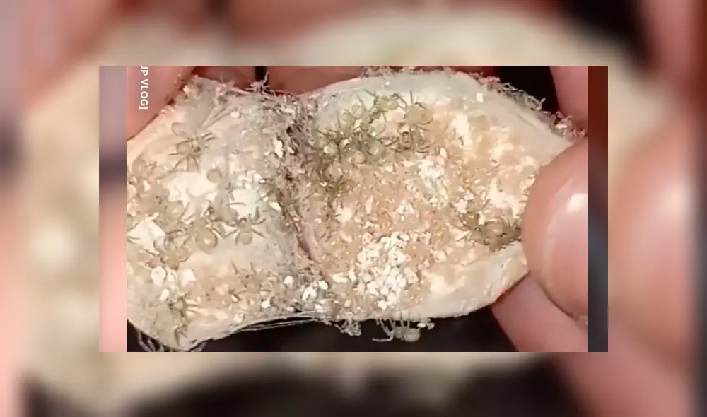 YouTube viral: joven encuentra extraña ‘bolsa’, la abre y descubre cientos de criaturas bebés en su interior