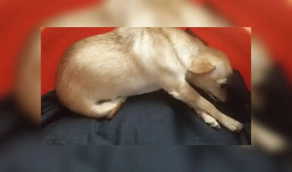 Piden ayuda para salvar vida de mascota [VIDEO]