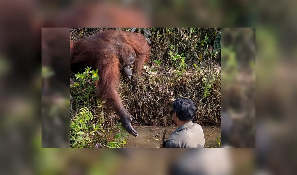 Un fotógrafo que hacía safari en Indonesia capturó el momento en que el orangután ofrece su ayuda. Un fotógrafo que hacía safari en Indonesia capturó el momento en que el orangután ofrece su ayuda.