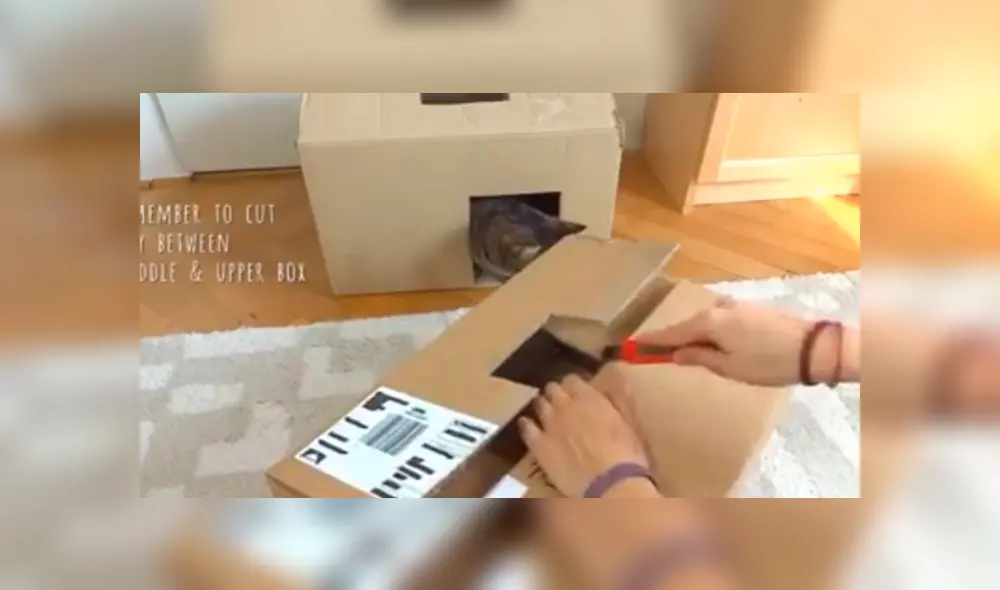 En Facebook, un joven utilizó cartón para fabricar una casa especial para su adorado gato y obtuvo un buen resultado. En Facebook, un joven utilizó cartón para fabricar una casa especial para su adorado gato y obtuvo un buen resultado.