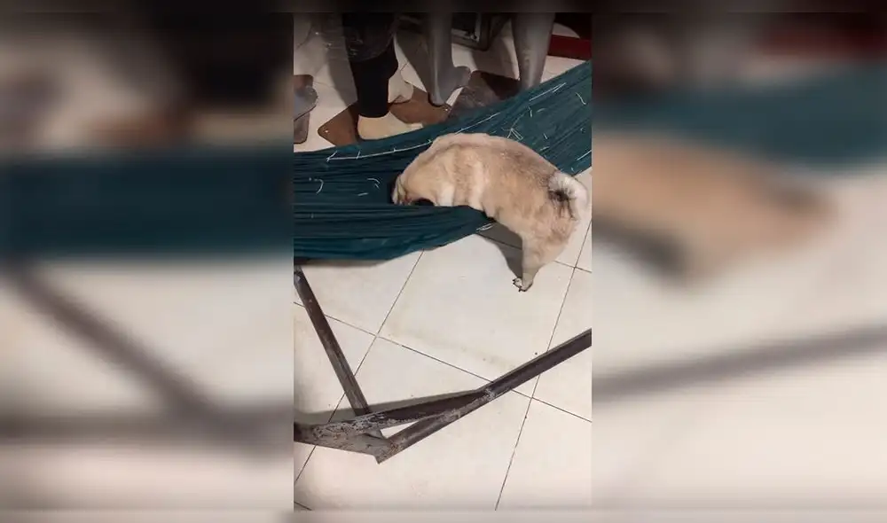 Facebook: Perro decide ir a dormir, prepara su cama y conmueve a miles [VIDEO]