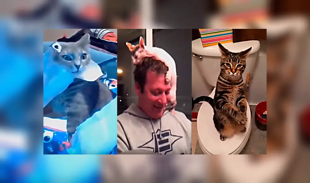 Video viral: conoce a los gatos más raros que están en todo YouTube