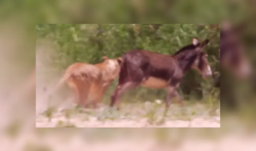 Los inocentes burros no tienen el instinto de huir de los feroces depredadores, por lo que sucumbieron ante ellos. Foto: captura. Los inocentes burros no tienen el instinto de huir de los feroces depredadores, por lo que sucumbieron ante ellos. Foto: captura.